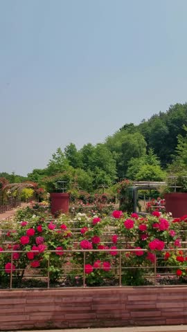 Vertical 4K 60P rose garden at Daebudo Sea Fragrance Arboretum May bloom season.