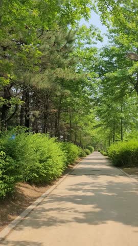 4K 60P vertical tree-lined shaded path Daebudo Sea Fragrance Arboretum.