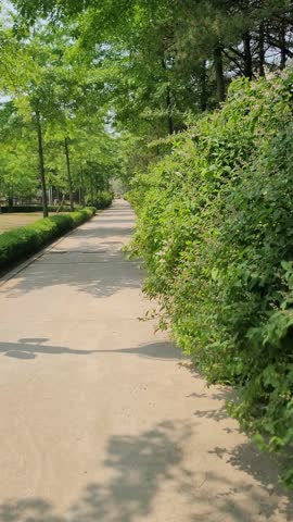 4K vertical wooden path under lush green trees Daebudo Arboretum.