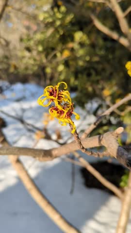 A closeup of a Witch Hazel, Winterbloom, flower blooming on a tree branch on a late winter day with a snow covered ground and evergreen trees in the background.