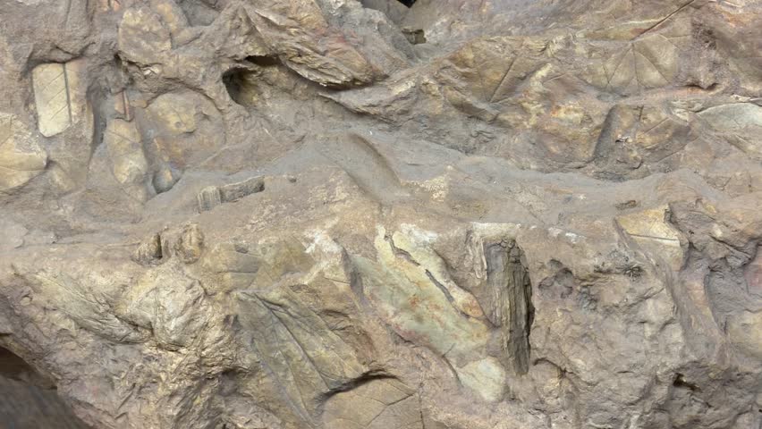 fossilized ancient plants in limestone. paleontological discovery. ancient texture.