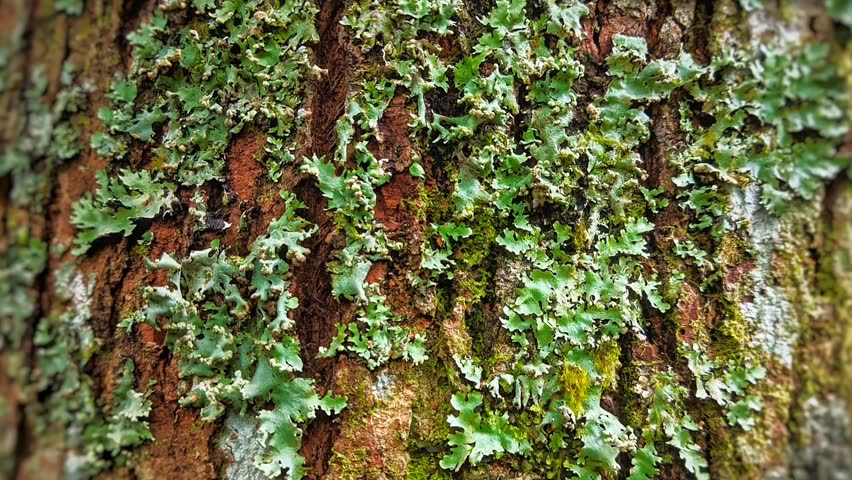 Cinematic close-up video of green foliose lichen and moss on a textured tree bark. This organic nature footage showcases intricate details and vibrant colors of a forest ecosystem in high resolution.