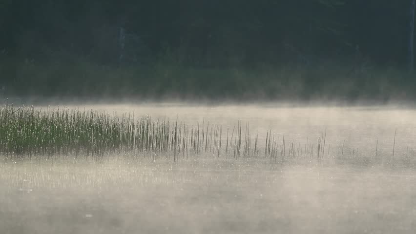 Morning mist blowing across a calm lake with green reeds. Sun sparking on the water.