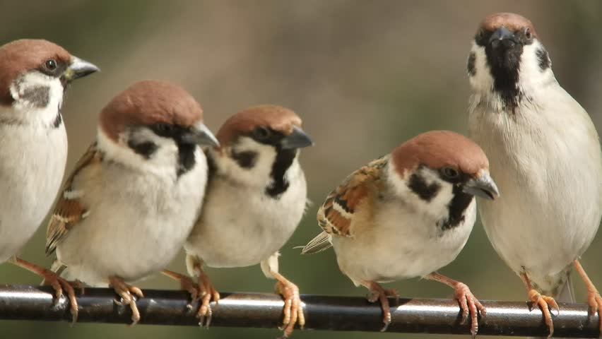Wild birds - tree sparrows - communicate while sitting on a metal rod in a small group on a sunny day in early spring.