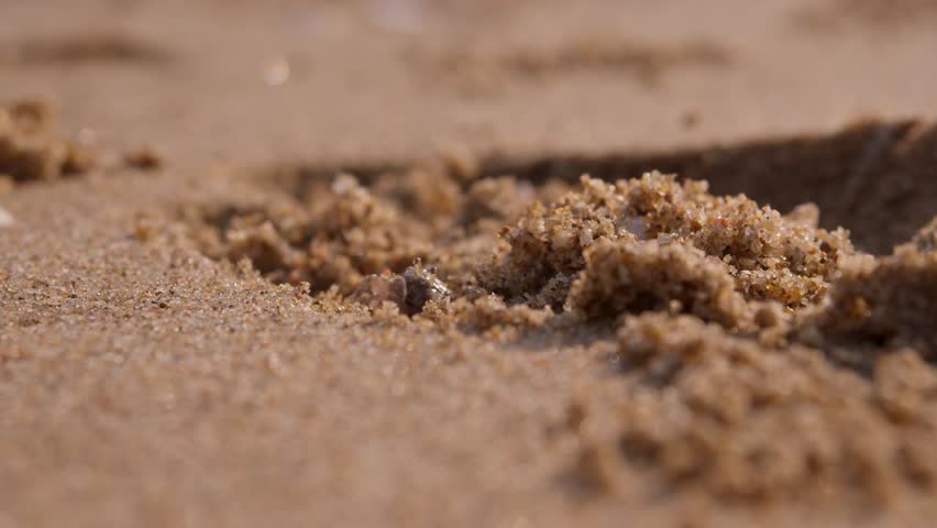 Small sand crab burrows into wet beach digging tunnel with claws and legs. Sand grains fly aside as body disappears beneath surface creating fresh hole.