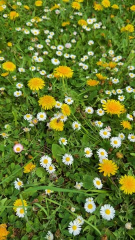 Colorful Flowers Grow in a Field During Springtime With Daisies and Dandelions Blooming , Vertical Video