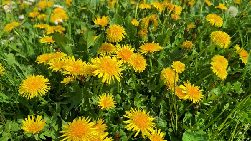 Dandelions Bloom in Bright Fields During Spring in a Sunny Park