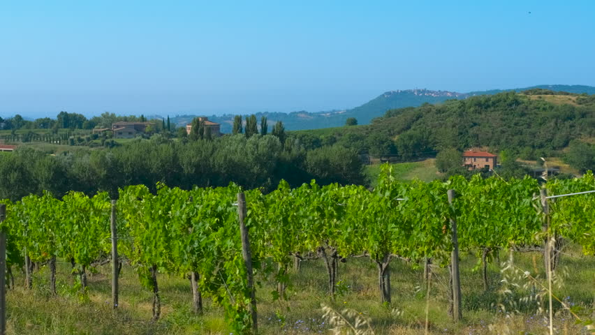 Italian vineyard green hills moving slowly in the wind. Picturesque tuscan countryside with green vineyard rows, rolling hills, and traditional farmhouses under a clear blue sky