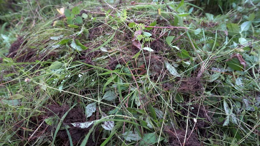 Look beautiful of tree on park