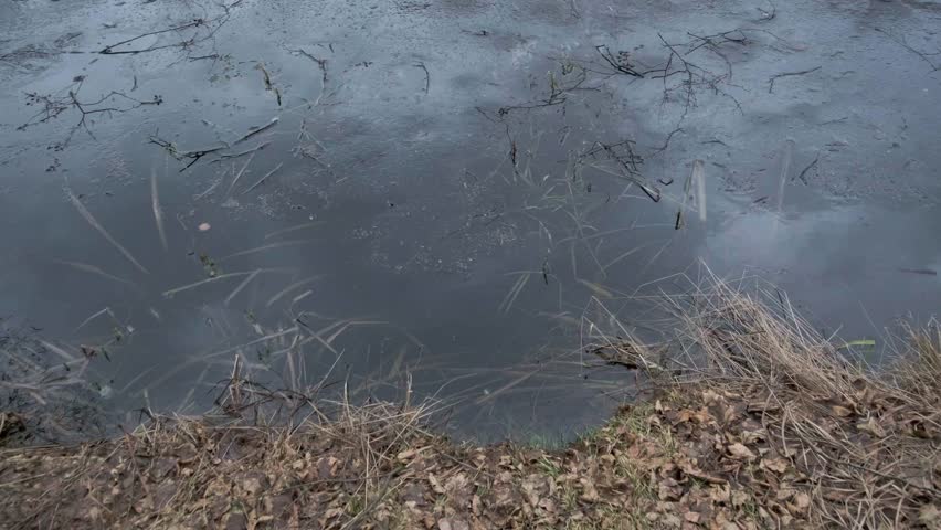 Serene wetland or pond scene featuring calm water with emerging spring vegetation and bare branches along the muddy shore. Peaceful natural habitat showing early season transition with dormant land...