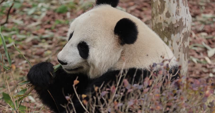 Giant panda eating bamboo leaves in the zoo
