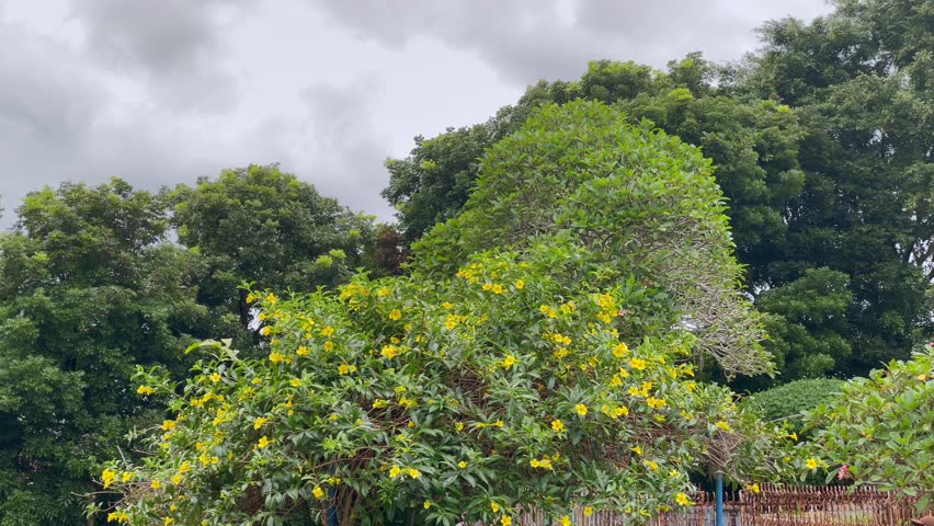 Yellow flowers blooming on a bush in a garden with trees.