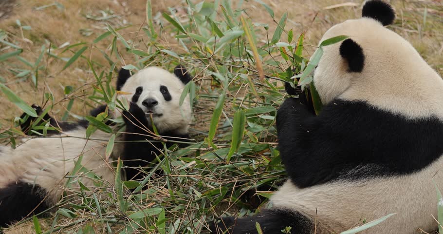 Two giant panda eating bamboo leaves in the zoo