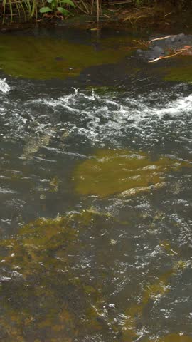 A static high-angle shot captures bubbling white water rapids flowing through a lush tropical river
