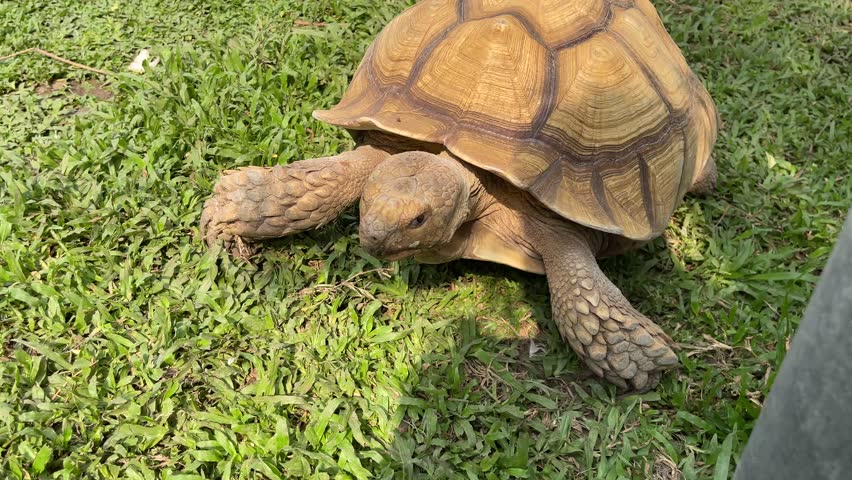 African spurred tortoise (Sulcata tortoise) walking slowly on green grass outdoors.