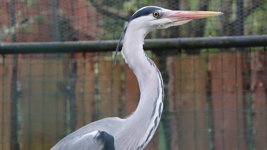 Close up of a grey heron (Ardea cinerea) taking off in a zoo