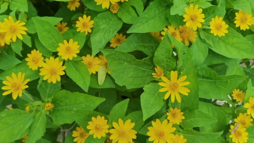 View from above of garden flowers during the day