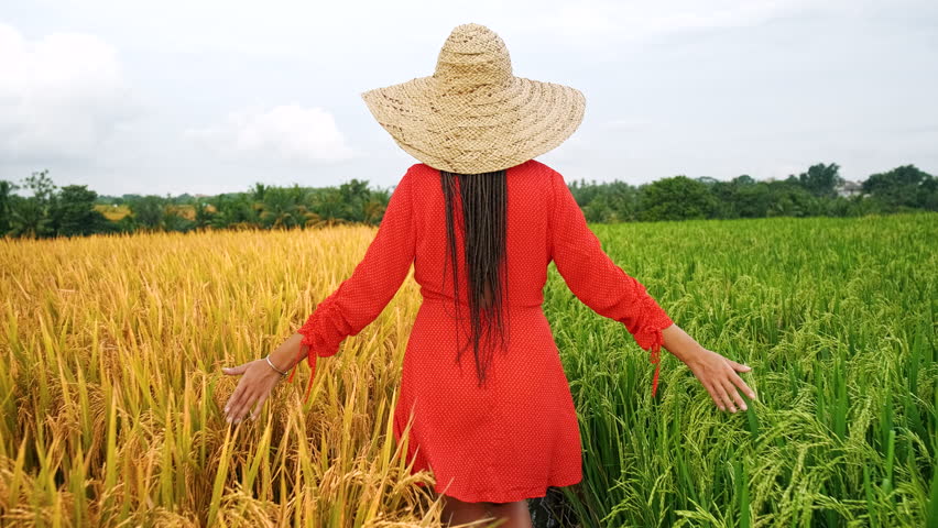 Young woman tourist wearing red dress and straw hat is walking between rice terraces enjoying her travel in Bali, Indonesia, touching rice stalks with her hands. Back-view full-body shot captures her