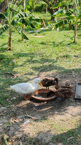 Group of domestic ducks drinking water from a bowl in a green organic banana garden farm with natural sunlight