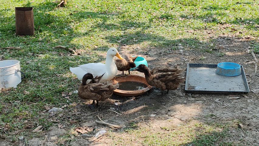 Group of domestic ducks drinking water from a bowl in a green organic banana garden farm with natural sunlight