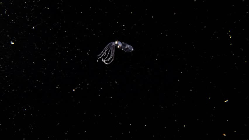 A Sharpear Enope Squid (Ancistrocheirus lesueurii), then turns, during a blackwater dive in Anilao, Philippines