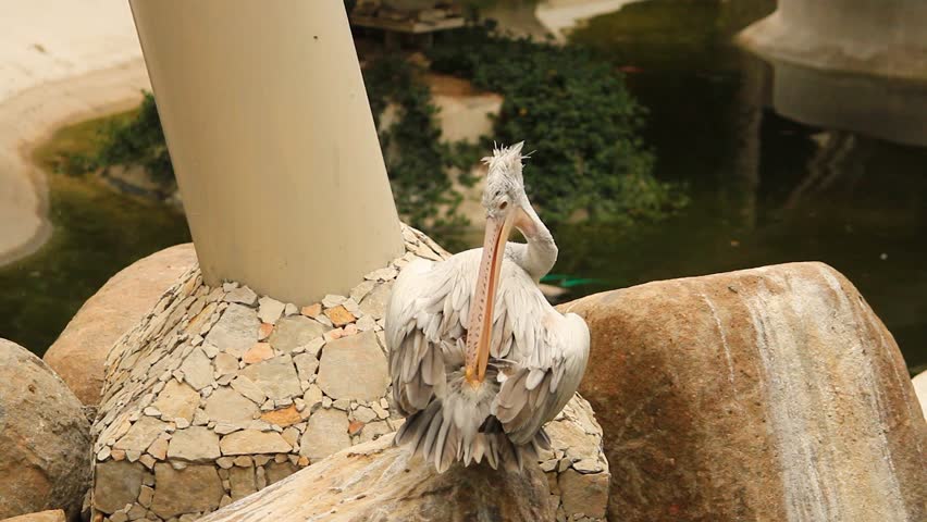 A great pelican with long beak grooming wings and furry body. Self grooming behavior of Pelican birds.