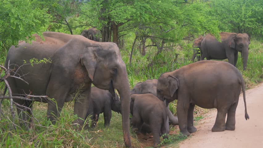 A herd of wild Asian elephants including adult females and young calves gathered near a forest road inside Hurulu Eco Park, Sri Lanka.