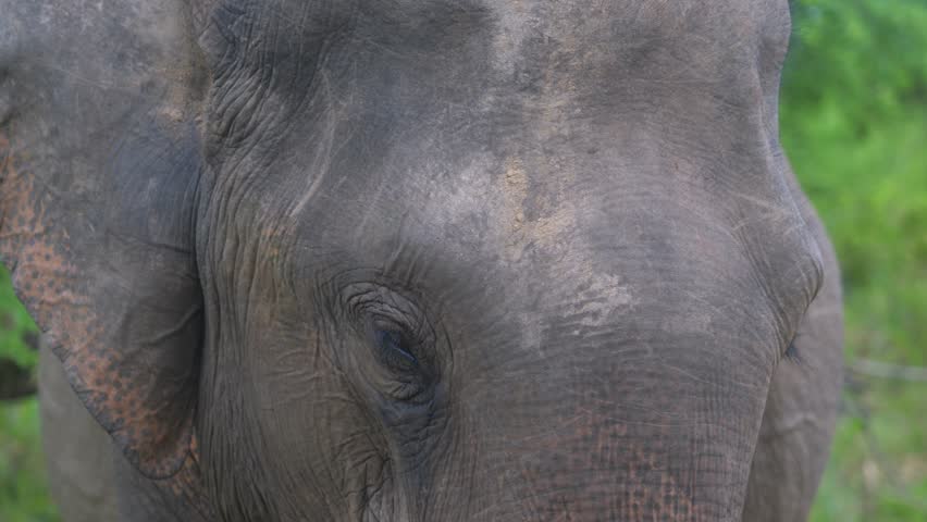 Close-up shot sliding down along the face and trunk of a young Asian elephant in Hurulu Forest Reserve, Sri Lanka.