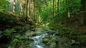 Beautiful Sunrise In Sunny Spring Forest with Stream . Sunlight Sunbeams Through Woods In Forest Landscape with Authentic Nature Sound - Powered by Shutterstock - Get 15% off with code: PIKWIZARD15