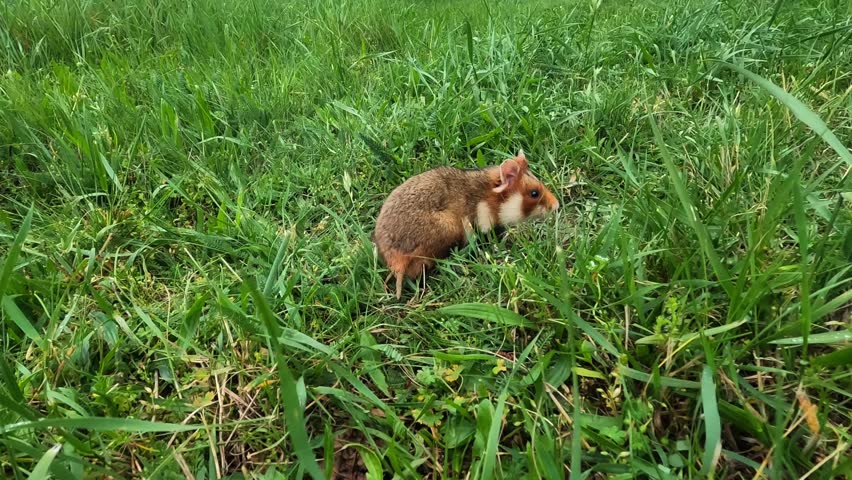 Hamster stands upright in grass, paws together, then walks toward the camera and pauses to look inquisitively into the lens. Cute pet rodent exploring outdoors in a natural lawn.
