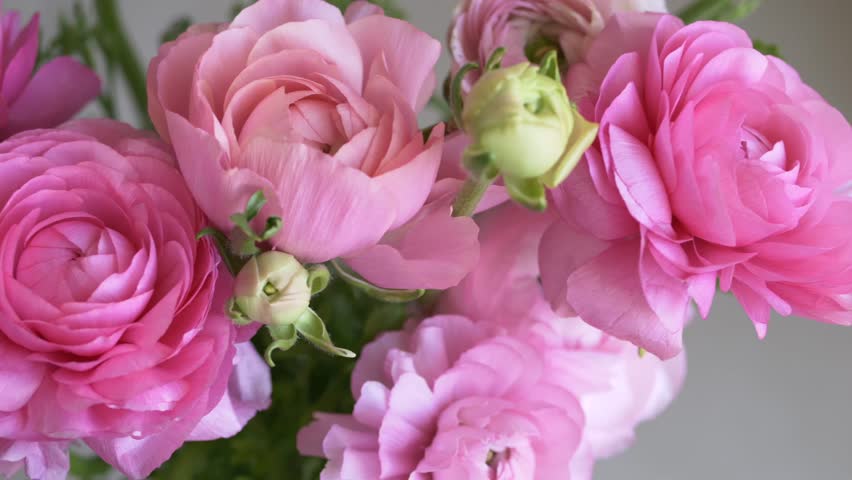 Mother's day or Women's day holiday. Blooming pink ranunculus flowers. Scene shows freshness of spring and quiet natural beauty. Cluster of soft pink flowers in natural light