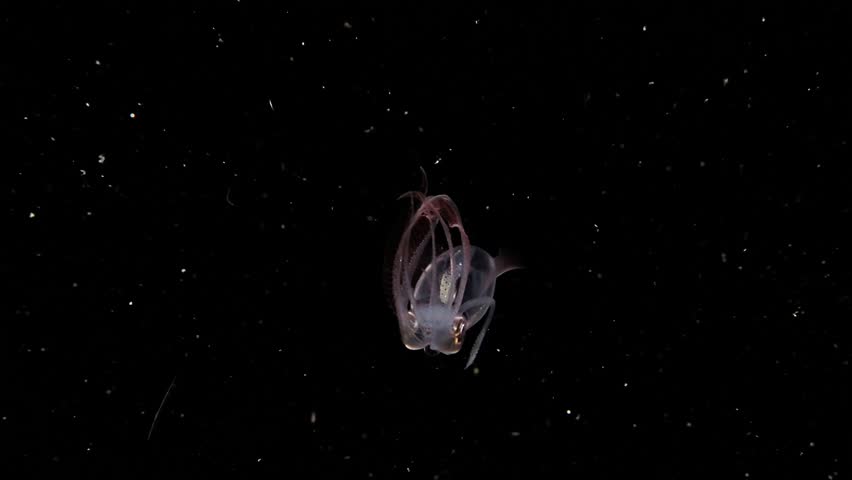 A juvenile Diamond Squid (Thysanoteuthis rhombus) swims sideways and turns, during a blackwater dive in Anilao, Philippines