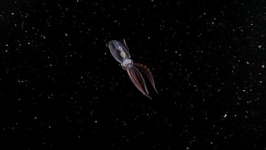 A juvenile Diamond Squid (Thysanoteuthis rhombus) swims, during a blackwater dive in Anilao, Philippines