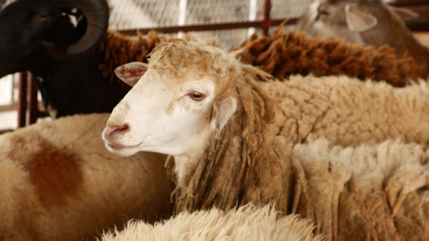 Flock of Sheep in Farm Enclosure