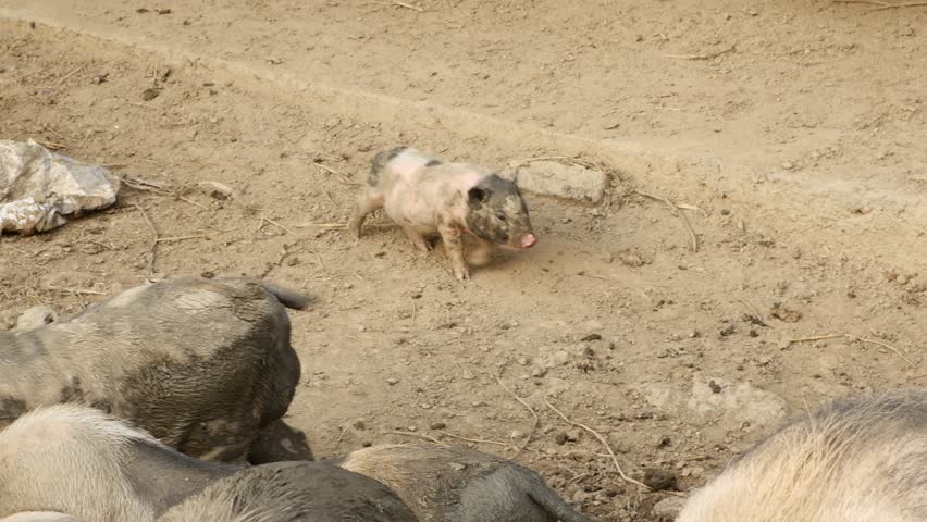 Pigs in a Muddy Pen on a Farm