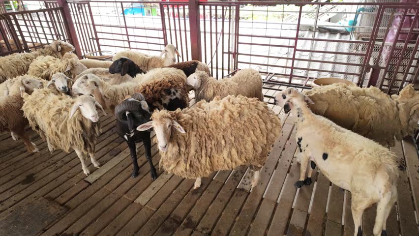 Flock of Sheep in Farm Enclosure