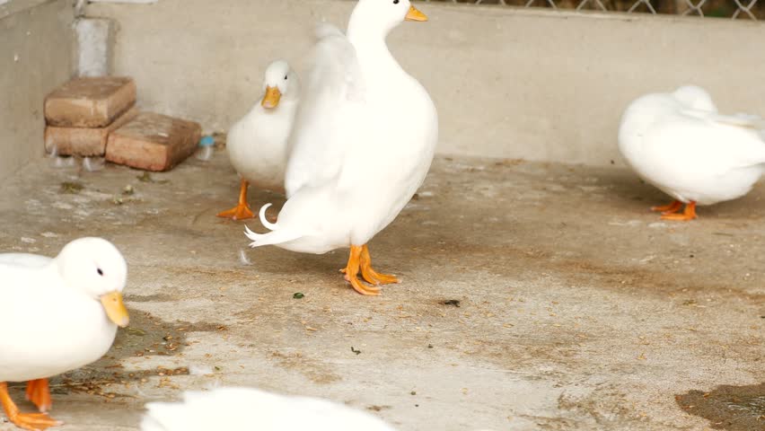 White Duck on a Farm