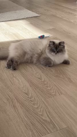 Cat is lying down in a house interior on a light wood-look linoleum floor. Peaceful domestic cat. 