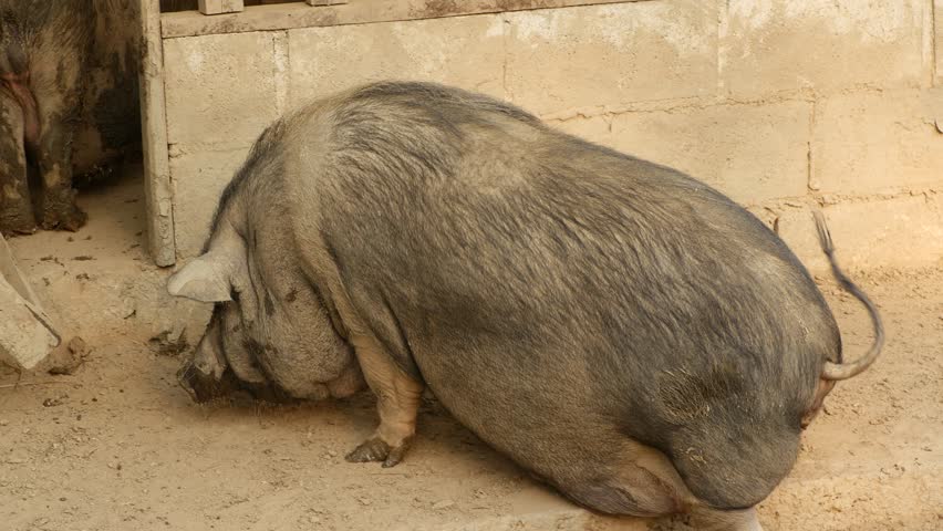 Pigs in a Muddy Pen on a Farm