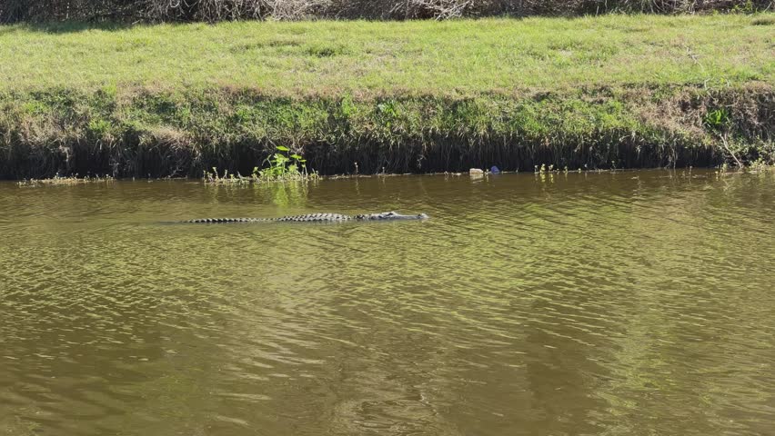 A shot of a large adult alligator swimming down Horsepen Bayou along the Bay Area Hike and Bike Trail in Clear Lake, Houston, Texas.