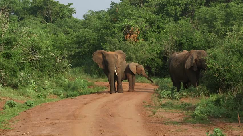 Group of African bush elephants on a red dirt safari road, with another elephant browsing in dense green bush beside the track.