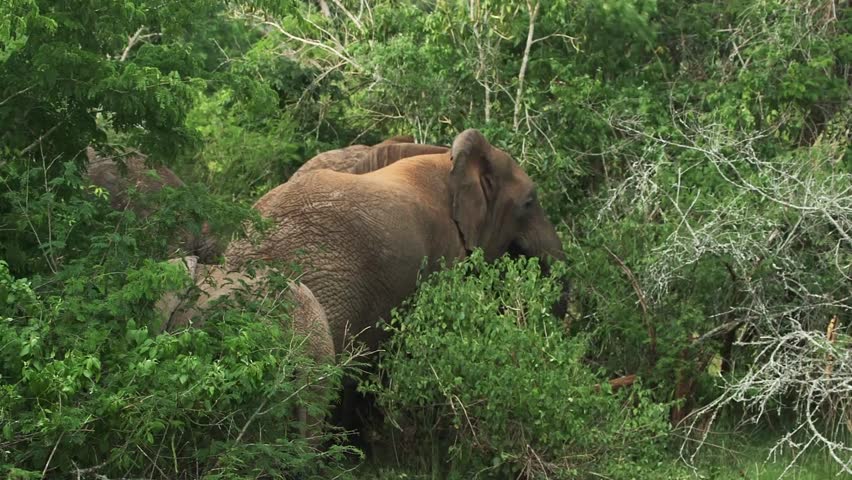 African bush elephant resting in thick green shrubs and trees in a Rwanda. Wildlife safari scene in natural habitat, daytime, tranquil behavior.