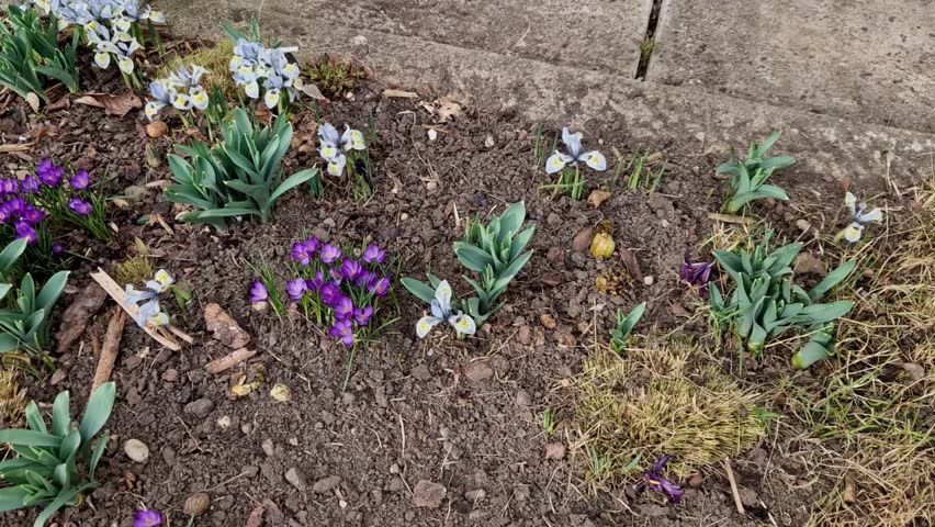 is a Mini Iris with early blooming, fragrant plum purple flowers with a touch of yellow that grows small size. Good for forcing, rock gardens and perennial mulching brown bark, stone slabs, slate