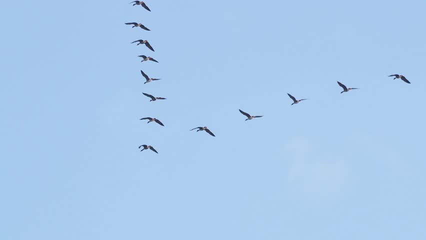 Greater white-fronted geese (Anser albifrons) flying in v formation against blue sky