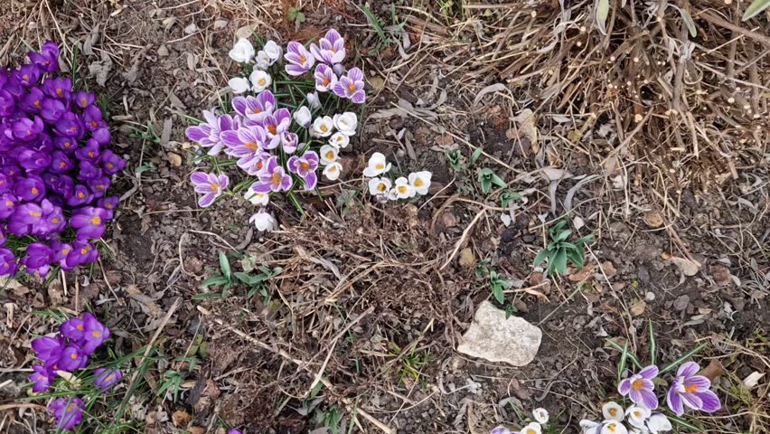 is a Mini Iris with early blooming, fragrant plum purple flowers with a touch of yellow that grows small size. Good for forcing, rock gardens and perennial mulching brown bark, stone slabs, slate