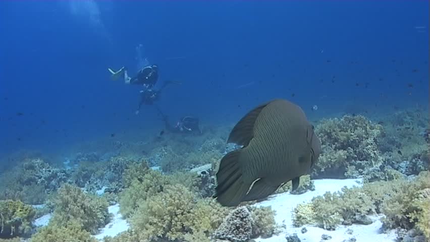 A Large Napoleon with divers approaching. Captured on a 3CCD DVCAM Camera 16:9 anamorphic 