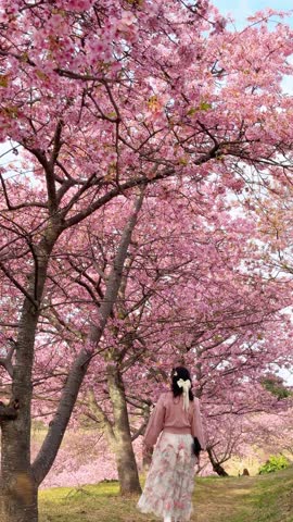 Romantic spring picnic beneath blooming cherry blossoms at Oi Yume-no-Sato Park in Oi, Ashigarakami District, Kanagawa, Japan. This video clip captures a peaceful hanami moment as a girl walks through a forest of floral vibrant pink sakura trees in full bloom. 

Framed naturally through branches filled with delicate blossoms, the scene highlights the beauty of Japan’s cherry blossom season and the quiet joy of seasonal traditions.

 The couple relaxes under the flowering canopy while enjoying the tranquil park landscape, evoking themes of love, spring travel, and outdoor relaxation. Soft pink petals, lush tree branches, and natural greenery create a dreamy spring atmosphere typical of Japan’s sakura viewing season. 