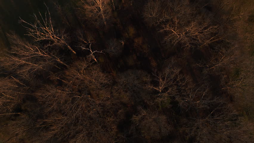 An aerial shot of trees without leaves near the Great Smoky Mountains National Park