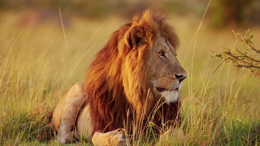 A powerful adult male lion with a thick mane resting peacefully in the tall grass during the golden hour.