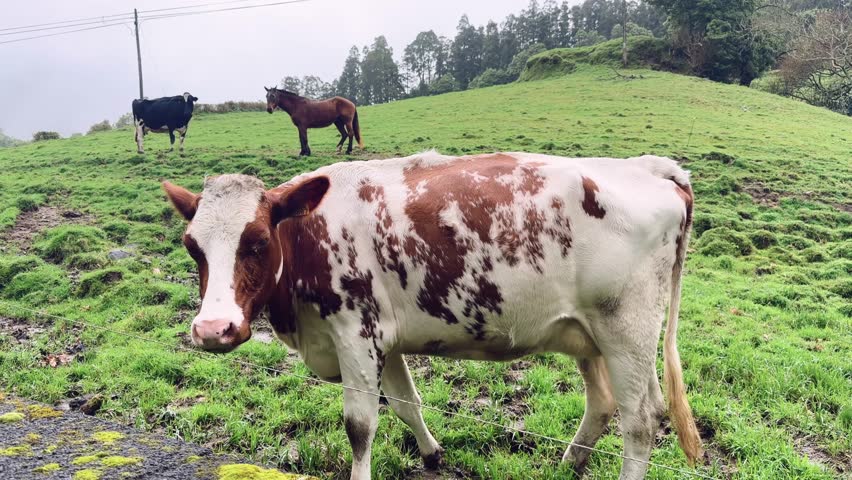 Cow standing in green pasture with other animals São Miguel Azores Portugal